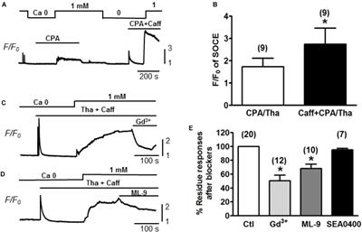 Potential Arrhythmogenic Role of TRPC Channels and Store-Operated Calcium Entry Mechanism in Mouse Ventricular Myocytes